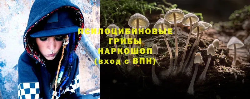 Галлюциногенные грибы Psilocybine cubensis  OMG tor  Осташков  цена  